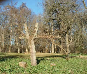 Putbus, Insel Rügen. Rest eines alten Spalierobstbaums im Schlosspark.