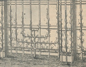 Putbus, Insel Rügen. Obstspalier nach D. Zoch, 1895.